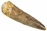 Fossil Spinosaurus Tooth - Real Dinosaur Tooth #344382-1